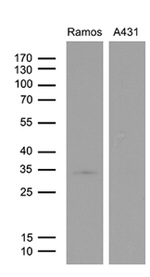 DAPP1 Antibody in Western Blot (WB)