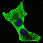 DAXX Antibody in Immunocytochemistry (ICC/IF)