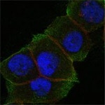 DAXX Antibody in Immunocytochemistry (ICC/IF)