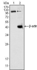 DAXX Antibody in Western Blot (WB)