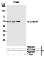 DAZAP1 Antibody in Western Blot (WB)