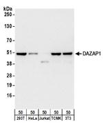 DAZAP1 Antibody in Western Blot (WB)