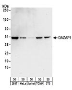 DAZAP1 Antibody in Western Blot (WB)