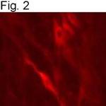 Dopamine beta Hydroxylase Antibody in Immunocytochemistry (ICC/IF)