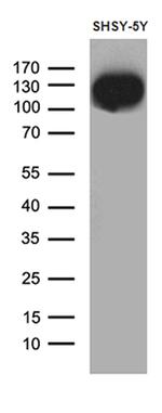 DBN1 Antibody in Western Blot (WB)