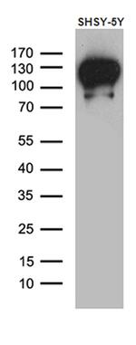 DBN1 Antibody in Western Blot (WB)