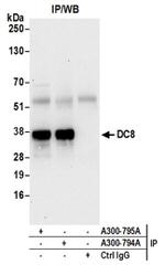 DC8 Antibody in Western Blot (WB)