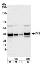 DC8 Antibody in Western Blot (WB)