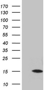 DCD Antibody in Western Blot (WB)