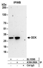 DCK Antibody in Western Blot (WB)