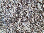 DCK Antibody in Immunohistochemistry (Paraffin) (IHC (P))