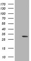 DCK Antibody in Western Blot (WB)