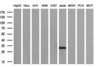 DCK Antibody in Western Blot (WB)