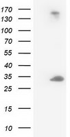 DCK Antibody in Western Blot (WB)