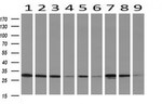 DCK Antibody in Western Blot (WB)