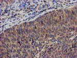 DCLRE1B Antibody in Immunohistochemistry (Paraffin) (IHC (P))