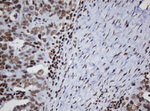 DCPS Antibody in Immunohistochemistry (Paraffin) (IHC (P))