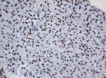 DCPS Antibody in Immunohistochemistry (Paraffin) (IHC (P))