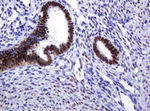 DCPS Antibody in Immunohistochemistry (Paraffin) (IHC (P))