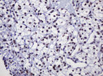 DCPS Antibody in Immunohistochemistry (Paraffin) (IHC (P))