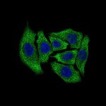 Dynactin 4 Antibody in Immunocytochemistry (ICC/IF)