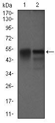 Dynactin 4 Antibody in Western Blot (WB)