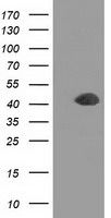 DCX Antibody in Western Blot (WB)