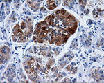 DCXR Antibody in Immunohistochemistry (Paraffin) (IHC (P))