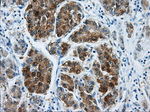 DCXR Antibody in Immunohistochemistry (Paraffin) (IHC (P))