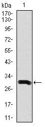 Doublecortin Antibody in Western Blot (WB)