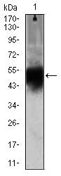 Doublecortin Antibody in Western Blot (WB)