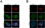 DDB1 Antibody in Immunocytochemistry (ICC/IF)