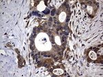 DDIT3 Antibody in Immunohistochemistry (Paraffin) (IHC (P))