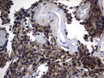 DDIT3 Antibody in Immunohistochemistry (Paraffin) (IHC (P))