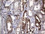 DDIT3 Antibody in Immunohistochemistry (Paraffin) (IHC (P))