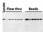 DDK Antibody in Immunoprecipitation (IP)