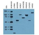 DDK Antibody in Western Blot (WB)