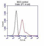 DDK Antibody in Immunocytochemistry (ICC/IF)