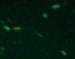 DDK Antibody in Immunocytochemistry (ICC/IF)