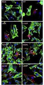 DDK Antibody in Immunocytochemistry (ICC/IF)