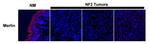 DDK Antibody in Immunohistochemistry (IHC)