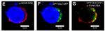 DDK Antibody in Immunocytochemistry (ICC/IF)