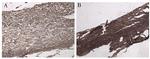 DDK Antibody in Immunohistochemistry (IHC)