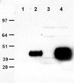 DDK Antibody in Immunoprecipitation (IP)