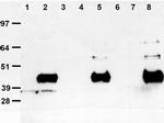 DDK Antibody in Immunoprecipitation (IP)