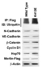 DDK Antibody in Immunoprecipitation (IP)