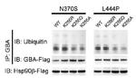 DDK Antibody in Immunoprecipitation (IP)