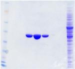 DDK Antibody in Western Blot (WB)