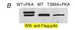 DDK Antibody in Western Blot (WB)