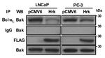 DDK Antibody in Western Blot (WB)